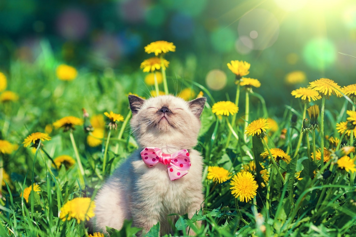 fluffy cat smelling dandelions, beautiful sunny weather, spending time outside, Fun Screen-Free Activities for Kids